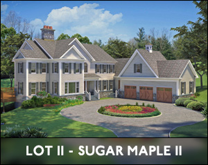Sugar Maple II